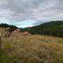 dji_20260605194804_0096_d.jpg